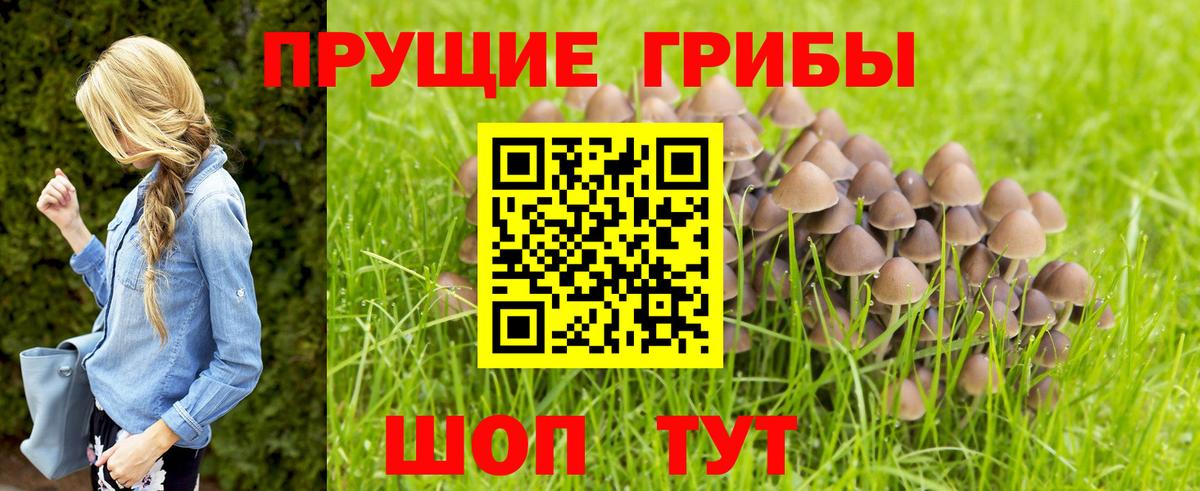 Псилоцибиновые грибы мицелий  Вход с VPN  Галлюциногенные грибы Psilocybine cubensis  Краснознаменск 